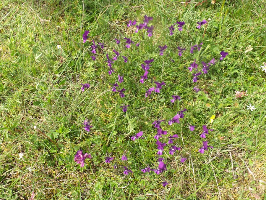 Viola garganica/Viola del Gargano